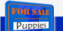 American Cocker Spaniel Puppies for Sale